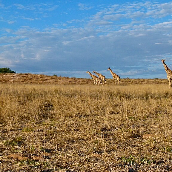 	Kgalagadi District	